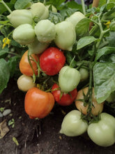 Charger l'image dans la galerie, Tomate Micro-naine Heartbraker