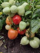 Charger l'image dans la galerie, Tomate Micro-naine Heartbraker