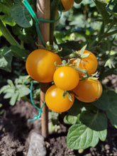 Charger l'image dans la galerie, Tomate Micro-naine Venus
