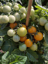 Charger l'image dans la galerie, Tomate Micro-naine Venus