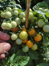 Charger l'image dans la galerie, Tomate Micro-naine Venus