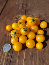 Charger l'image dans la galerie, Tomate Micro-naine Venus