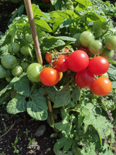Charger l'image dans la galerie, Tomate Micro-naine Pigmy