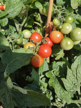 Charger l'image dans la galerie, Tomate Micro-naine Pigmy