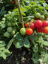 Charger l'image dans la galerie, Tomate Micro-naine Pigmy