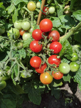 Charger l'image dans la galerie, Tomate Micro-naine Red Robin