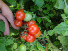 Charger l'image dans la galerie, Tomate Micro-naine Red Robin