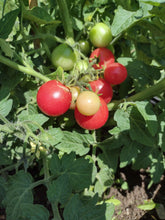 Charger l'image dans la galerie, Tomate Micro-naine Rossy Finch
