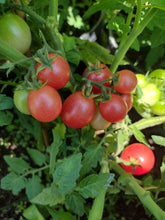 Charger l'image dans la galerie, Tomate Micro-naine Rossy Finch