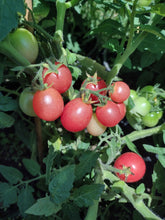 Charger l'image dans la galerie, Tomate Micro-naine Rossy Finch