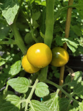Charger l'image dans la galerie, Tomate Micro-naine Fat Frog