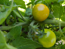 Charger l'image dans la galerie, Tomate Micro-naine Fat Frog