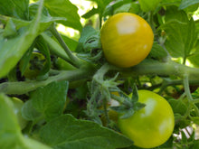Charger l'image dans la galerie, Tomate Micro-naine Fat Frog
