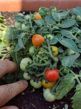 Charger l'image dans la galerie, Tomate Micro-naine Baby