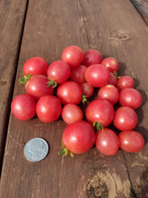 Charger l'image dans la galerie, Tomate Micro-naine Rossy Finch