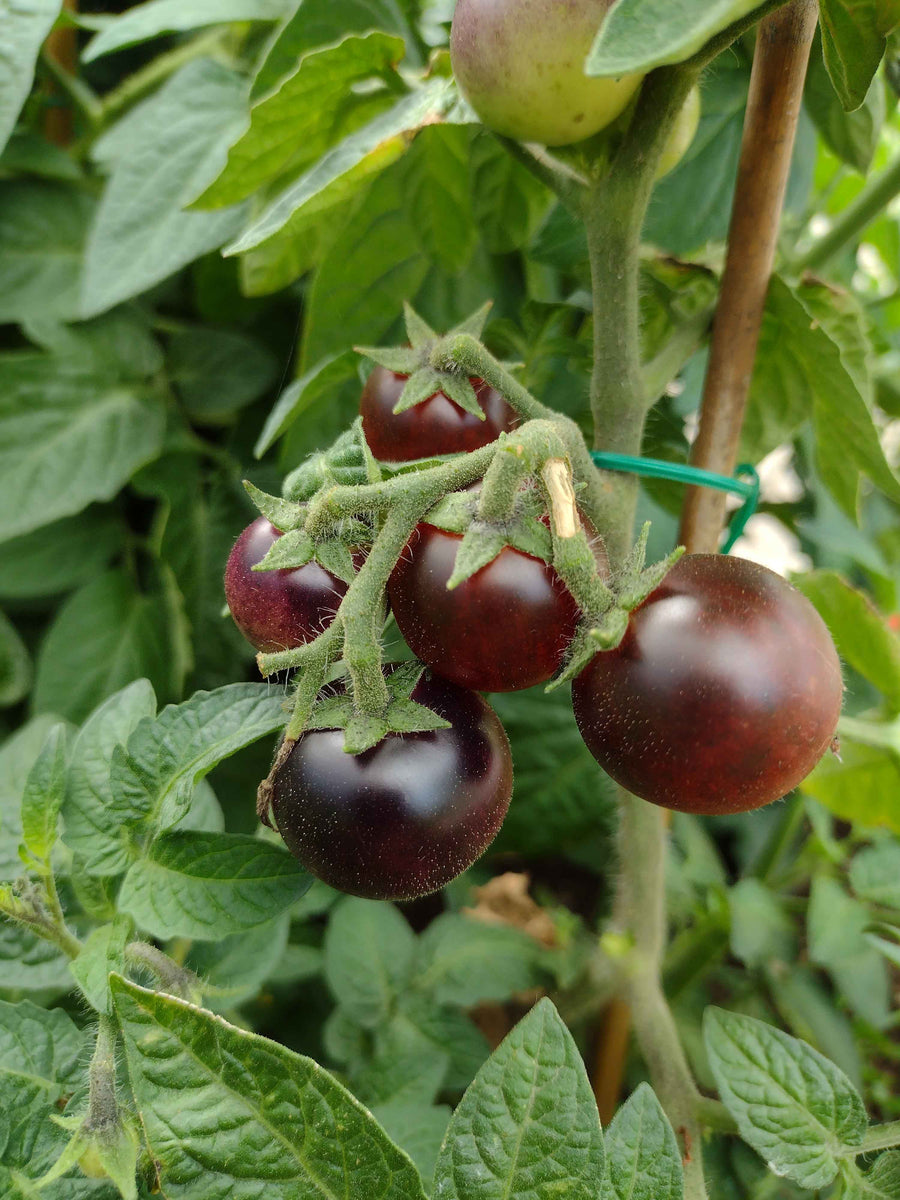 Micro-Dwarf Inkspot Tomato – vegetomix