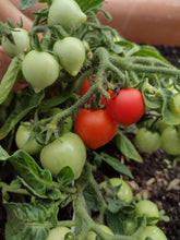 Charger l'image dans la galerie, Tomate Micro-naine Baby