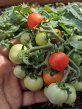 Charger l'image dans la galerie, Tomate Micro-naine Baby