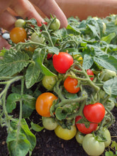 Charger l'image dans la galerie, Tomate Micro-naine Baby