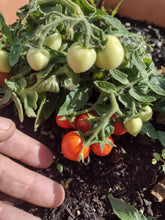 Charger l'image dans la galerie, Tomate Micro-naine Baby