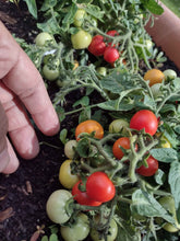 Charger l'image dans la galerie, Tomate Micro-naine Baby