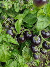 Charger l'image dans la galerie, Tomate Micro-naine Tartufo