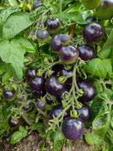 Charger l'image dans la galerie, Tomate Micro-naine Tartufo