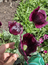 Load image into Gallery viewer, Poppy After Midnight