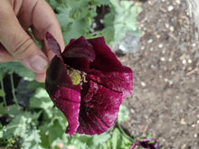 Load image into Gallery viewer, Poppy After Midnight