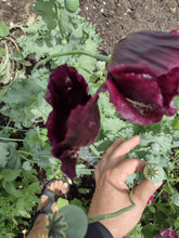 Load image into Gallery viewer, Poppy After Midnight