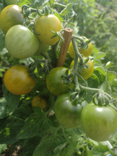 Charger l'image dans la galerie, Tomate Micro-naine Fat Frog