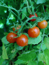 Charger l'image dans la galerie, Tomate Groseille Hawaïenne