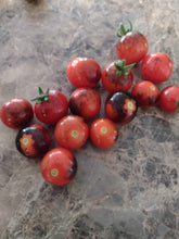 Charger l'image dans la galerie, Tomate Micro-naine Inkspot