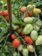 Charger l'image dans la galerie, Tomate Micro-naine Heartbraker