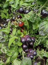 Charger l'image dans la galerie, Tomate Micro-naine Tartufo