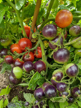 Charger l'image dans la galerie, Tomate Micro-naine Tartufo