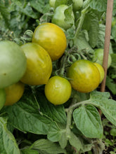 Charger l'image dans la galerie, Tomate Micro-naine Fat Frog