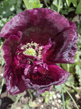 Load image into Gallery viewer, Poppy After Midnight