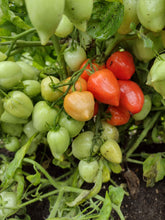 Charger l'image dans la galerie, Tomate Micro-naine Heartbraker