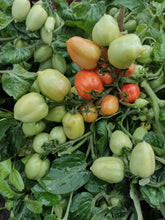 Charger l'image dans la galerie, Tomate Micro-naine Heartbraker