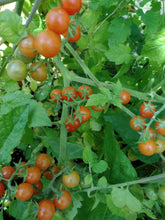 Charger l'image dans la galerie, Tomate Groseille Hawaïenne