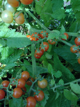 Charger l'image dans la galerie, Tomate Groseille Hawaïenne
