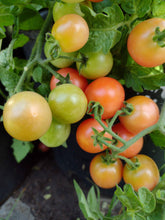 Charger l'image dans la galerie, Tomate Micro-naine Rossy Finch