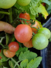 Charger l'image dans la galerie, Tomate Micro-naine Rossy Finch