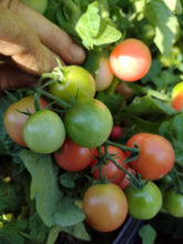 Charger l'image dans la galerie, Tomate Micro-naine Rossy Finch