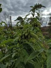 Load image into Gallery viewer, Amarante verte