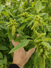 Load image into Gallery viewer, Amarante verte