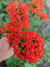 Charger l'image dans la galerie, Croix de malte