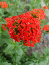 Charger l'image dans la galerie, Croix de malte