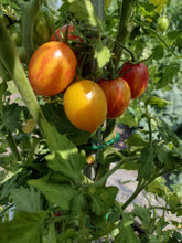 Charger l'image dans la galerie, Tomate cerise red zebra
